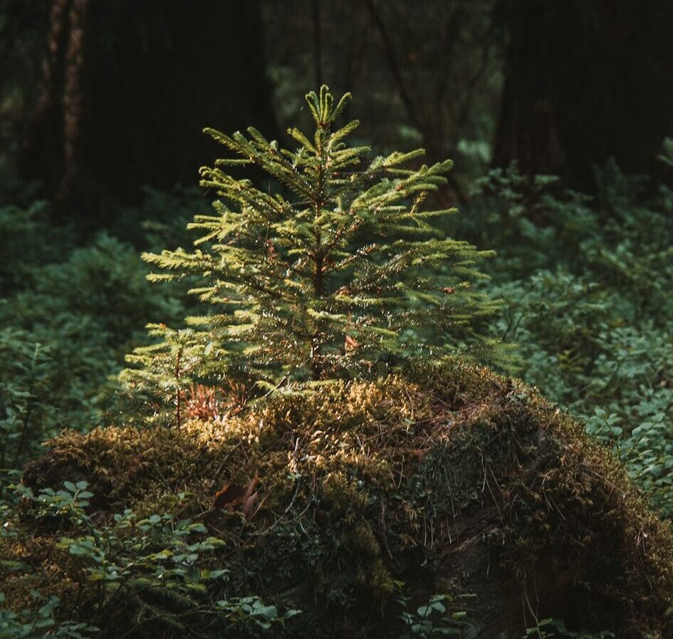 A bear standing in the middle of a forest